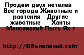 Продам двух нетелей - Все города Животные и растения » Другие животные   . Ханты-Мансийский,Пыть-Ях г.